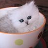 Persian kittens for sale